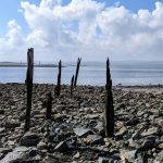 Weathered wooden poles poking out of rocky foreshore