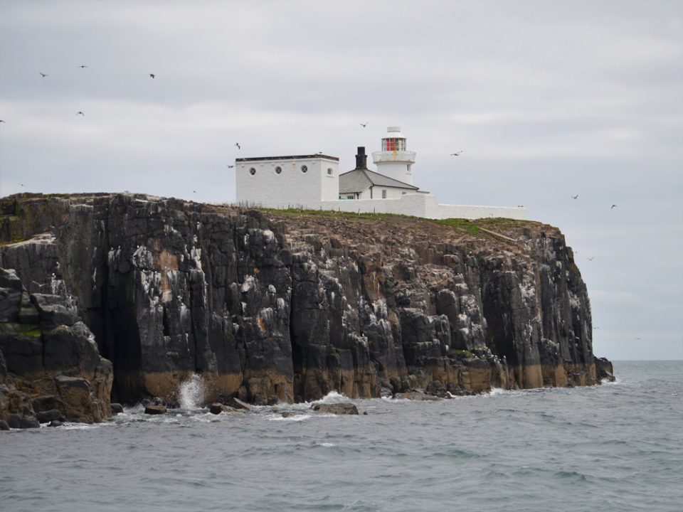 A low white building and lighthouse at the top of a high sea cliffs, with many birds flying around them
