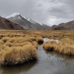 A snow-capped mountain stands in the distrance, with wetlands in the foreground.