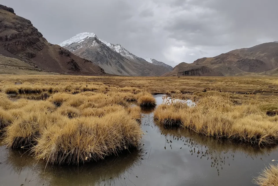 A snow-capped mountain stands in the distrance, with wetlands in the foreground.