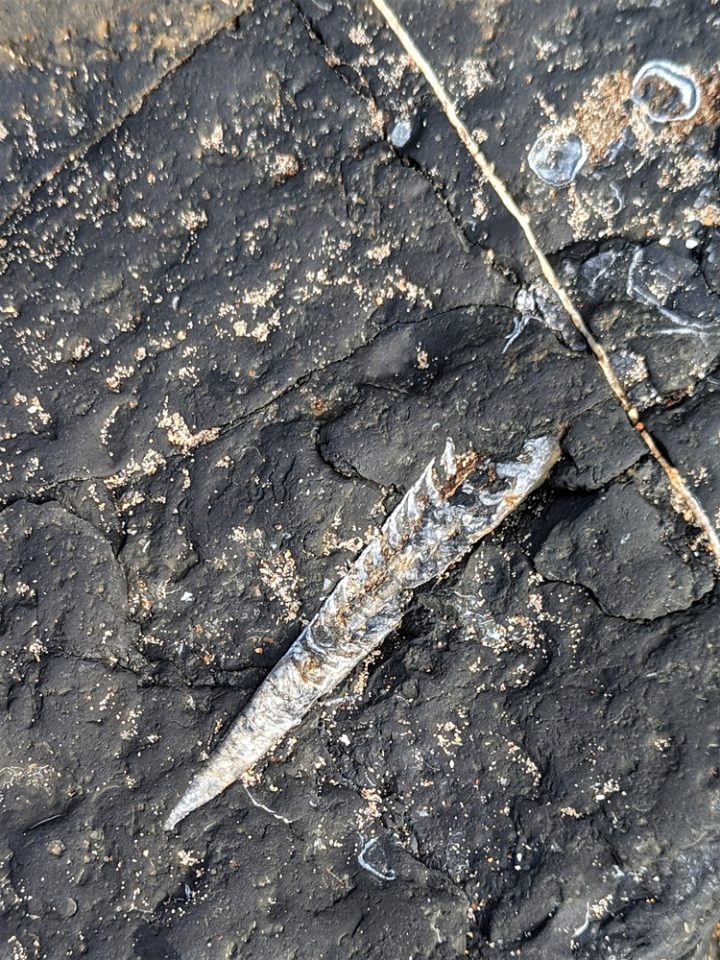 An elongated, pointed fossil of white material in a dark background. The fossils has curved chambers inside it. There are numerous other small, circular, white fossils in the rick. The pointed fossil is an orthocone and the circles are brachiopods.