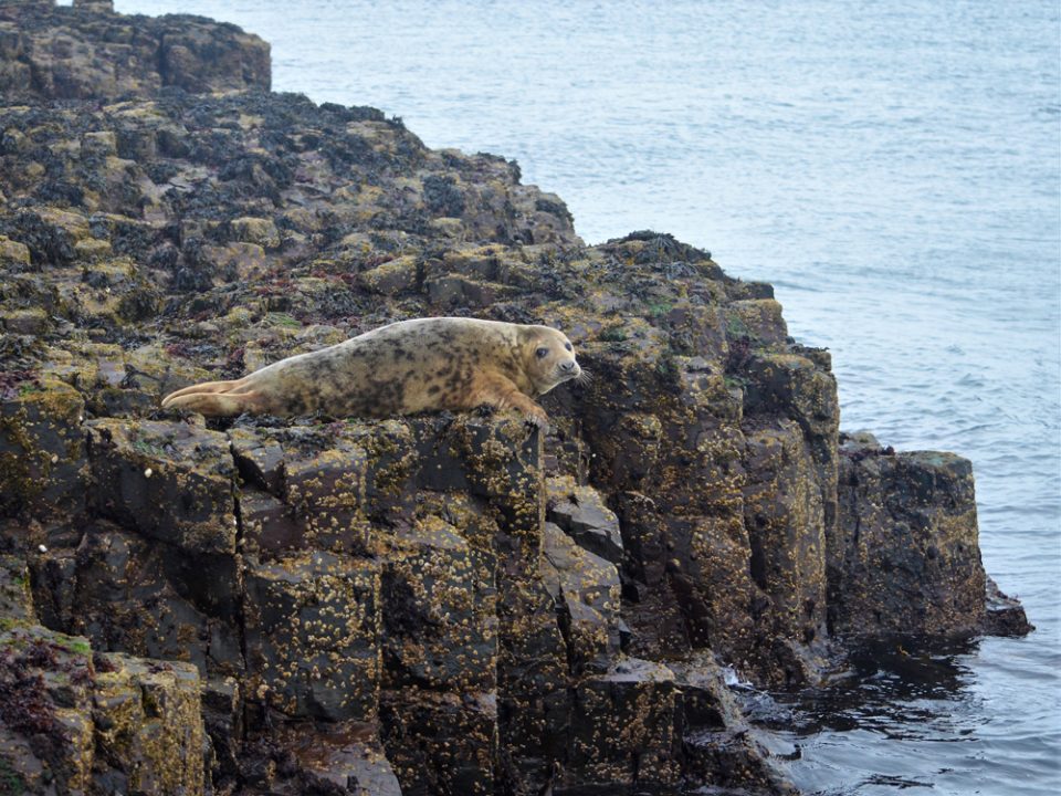 A brown seal with black spots lies on rocks just poking out of the sea and looks completely adorable.