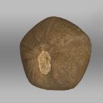 3D scan that Patrick created of the fossil Plesiechinus, a species of Echinoid. BGS © UKRI.