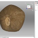 An echinoid (sea urchin) fossil that Simon and I scanned. BGS © UKRI.