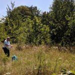 Plant sampling for strontium and sulphur plant analysis. BGS © UKRI.