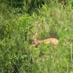 sangai-deer