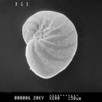 Fossils, including microfossils such as this foraminifera, can tell us about past climates and environments via analysis of their shells' chemical composition. Florilus asterizans from Hong Kong. BGS © UKRI.