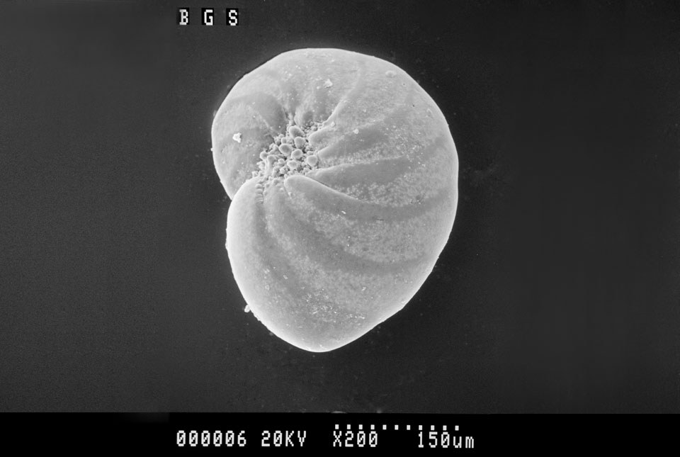 Fossils, including microfossils such as this foraminifera, can tell us about past climates and environments via analysis of their shells' chemical composition. Florilus asterizans from Hong Kong. BGS © UKRI.