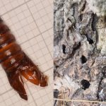 A complete extruded pupal case about 3 cm in length (left) and a cluster of borings at the base of a poplar (right). © BGS / UKRI