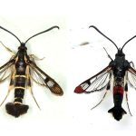 The currant clearwing (left) and red-tipped clearwing (right) moths have also been recorded at BGS Keyworth. These delicate moths have wingspans of 20-25mm, so they are much smaller than the two Hornet Moth species. © BGS / UKRI