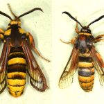 Adult hornet moth with a wingspan of 45mm (left) and the slightly smaller, and much more widespread, lunar hornet moth (right), which has also been recorded at BGS Keyworth. The main differences are the yellow face and the pair of yellow ‘headlights’ on the shoulders of the hornet moth. © Steve Mathers