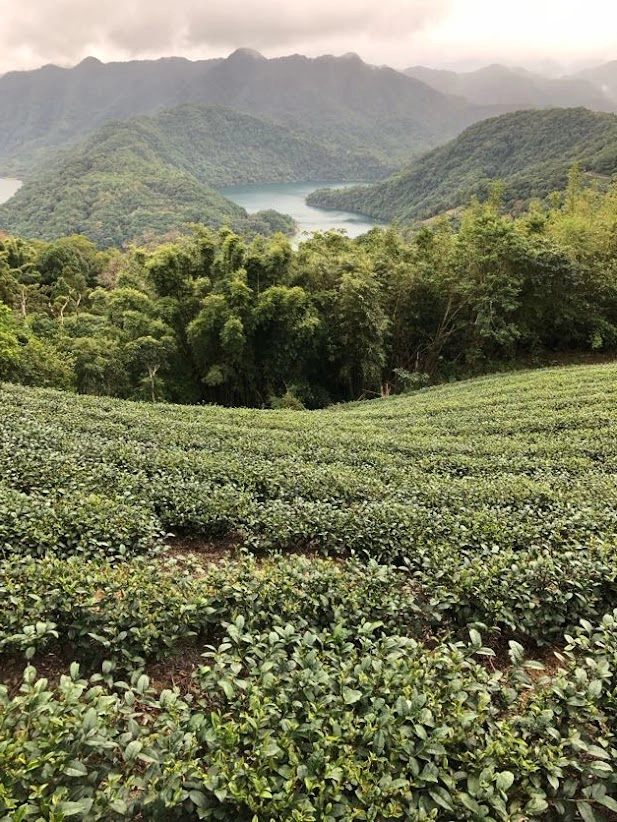 Tea plantation, Pinglin District, New Taipei City. © John Bloomfield