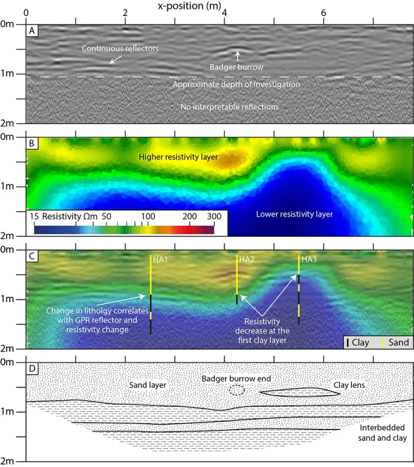 Geophysical image of a slice through the badger sett at Wistow (near Cawood) using GPR (A) and ERT (B). The geophysical images are interpreted with borehole data (C), showing the badgers have dug a single tunnel through the sand layer (D). BGS © UKRI.