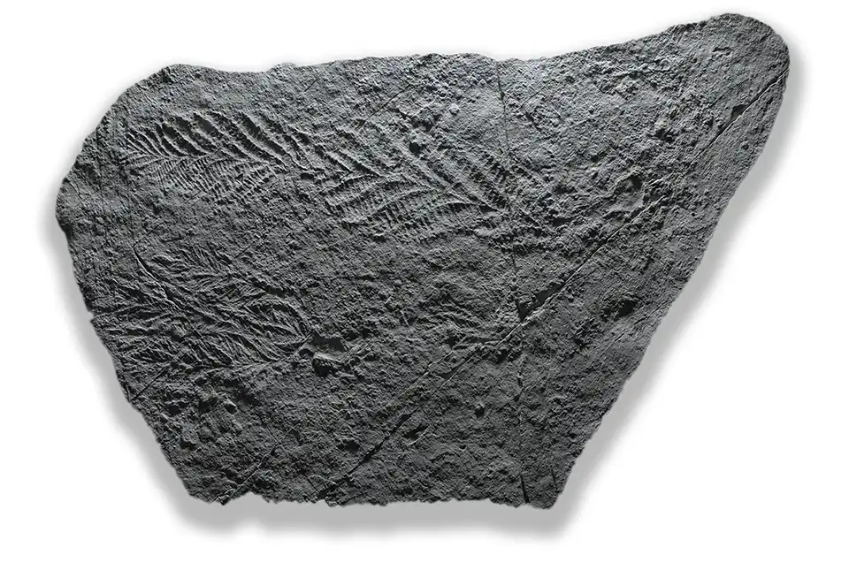 Fossil imprint of Charnia grandis in the Ediacaran rocks of Bradgate Park. C. grandis is the frond-like imprint at the top of the image. BGS © UKRI. 