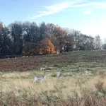 Free-roaming fallow deer in Bradgate Park. BGS © UKRI. 