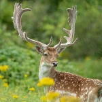Fallow deer stag © Bob Brewer/Unsplash.