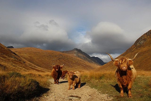 Highland-cows-in-Glen-Rosa_ArranUGGp-©-Kate-Sampson
