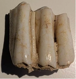 Cow tooth