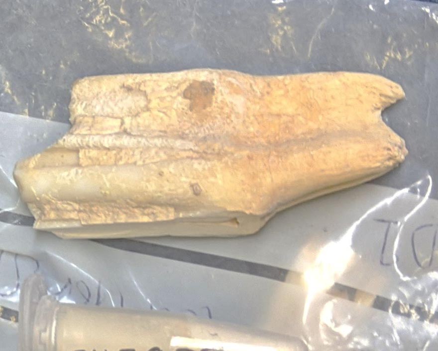 The cow’s third molar tooth which was analysed. BGS © UKRI